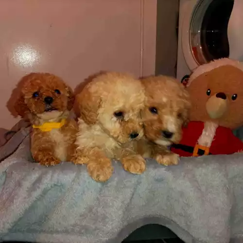 Miniature Poodle Dog For Sale in Chelmsford