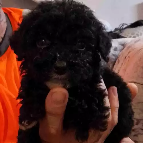 Miniature Poodle Dog For Sale in Chelmsford