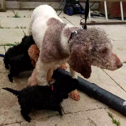 Miniature Poodle Dog For Sale in Chelmsford