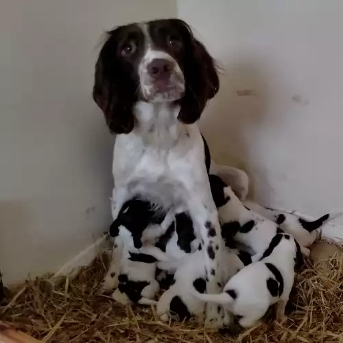 English Springer Spaniel Dog For Sale in Esh Winning, Durham