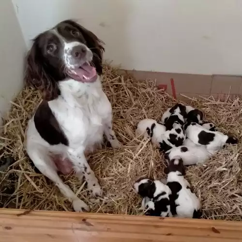 English Springer Spaniel Dog For Sale in Esh Winning, Durham