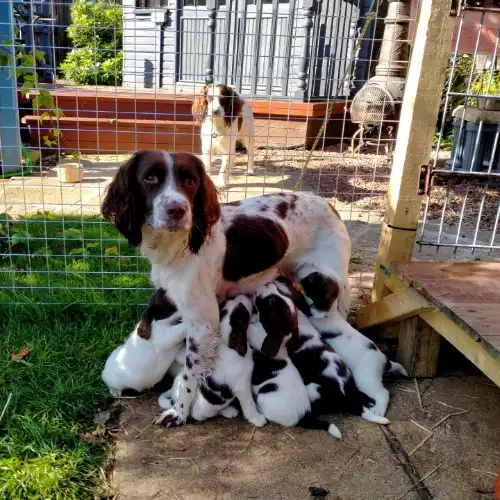 English Springer Spaniel Dog For Sale in Esh Winning, Durham