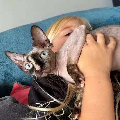 Sphynx Cat For Adoption in Leeds