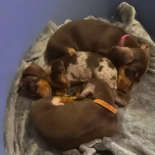 Miniature Dachshund Dog For Sale in Chorley Moor, Lancashire, England