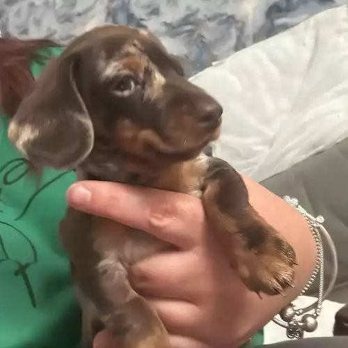 Miniature Dachshund Dog For Sale in Chorley Moor, Lancashire, England