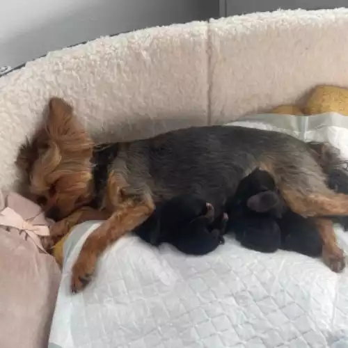 Yorkshire Terrier Dog For Sale in Yeovil Marsh, Somerset