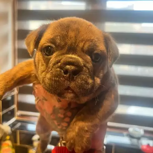 English Bulldog Dog For Sale in Plymouth