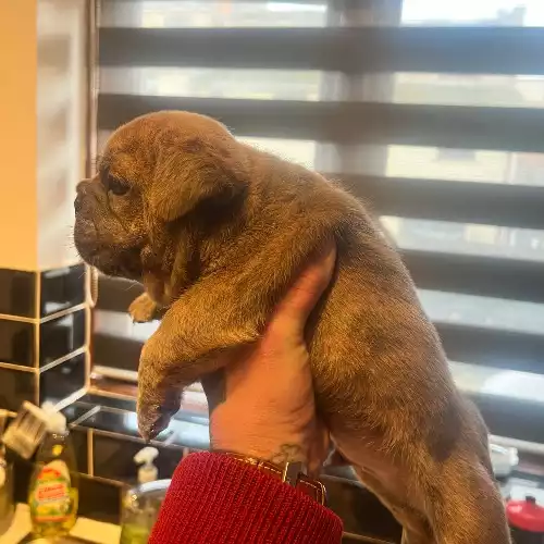 English Bulldog Dog For Sale in Plymouth