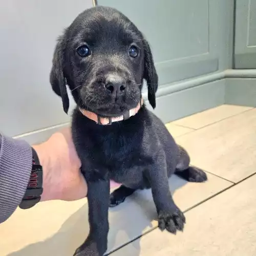 Labrador Retriever Dog For Sale in Hathersage, Derbyshire