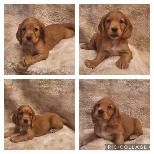 Cocker Spaniel Dog For Sale in Carlisle