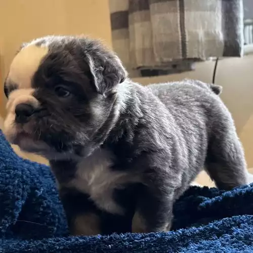 English Bulldog Dog For Sale in Cheltenham, Gloucestershire, England