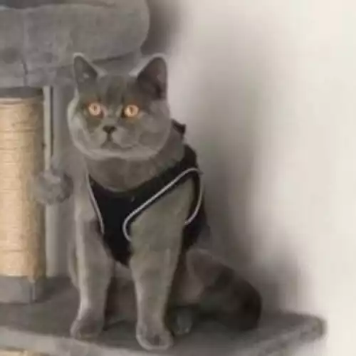 British Shorthair Cat For Stud in Solihull, West Midlands