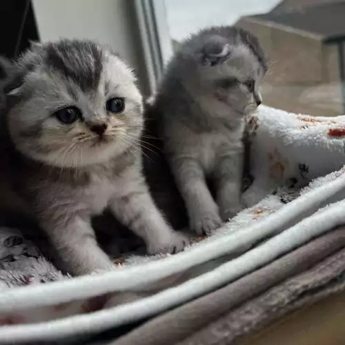 Scottish Fold Cat For Sale in Washington, Tyne and Wear