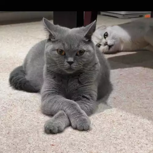 Scottish Fold Cat For Sale in Washington, Tyne and Wear