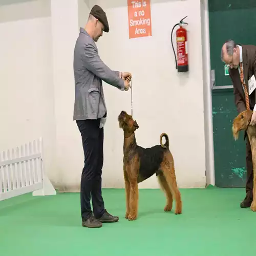 Airedale Terrier Dog For Stud in Rotherham, South Yorkshire, England