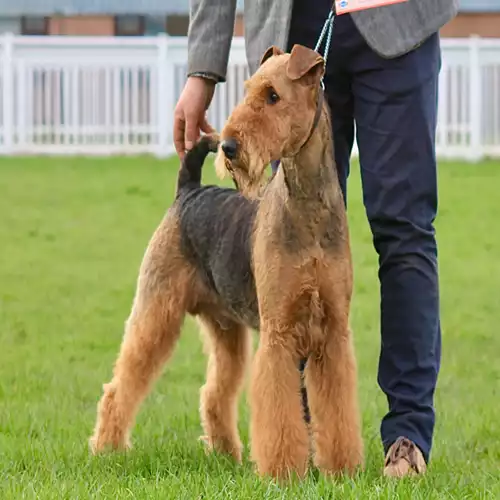 Airedale Terrier Dog For Stud in Rotherham, South Yorkshire, England