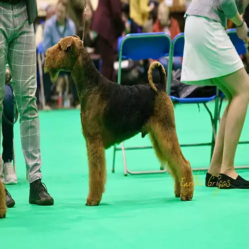 Airedale Terrier Dog For Stud in Rotherham, South Yorkshire, England