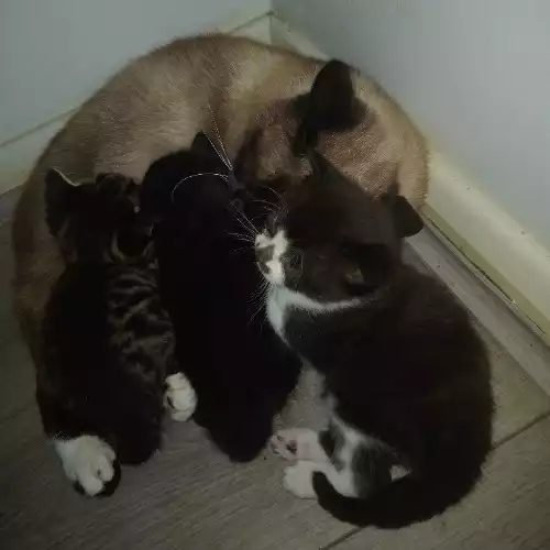 Siamese Cat For Sale in Mile End, Greater London, England