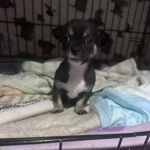 Chihuahua Dog For Sale in Grimsby, Lincolnshire