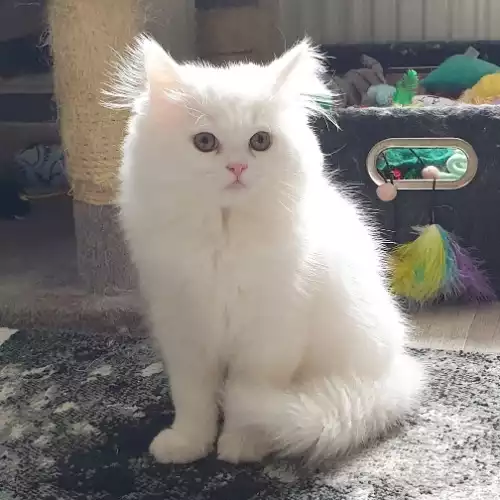 Persian Cat For Sale in Barnsley, South Yorkshire