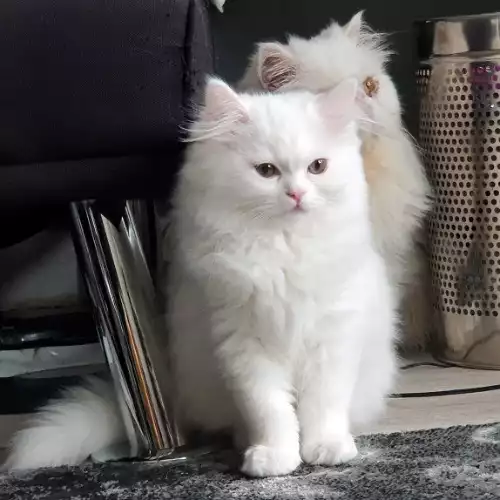 Persian Cat For Sale in Barnsley, South Yorkshire