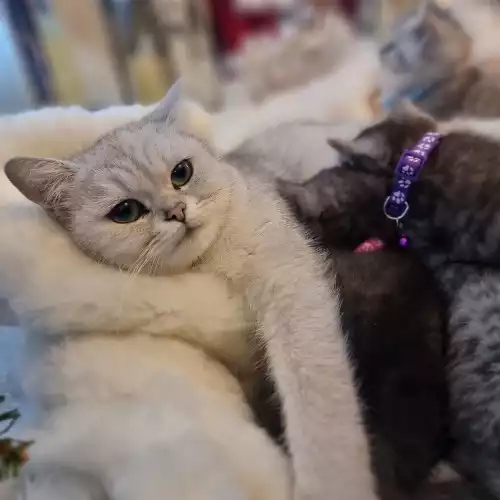 British Shorthair Cat For Sale in Swadlincote, Derbyshire