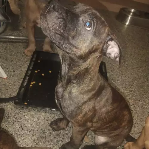 Staffordshire Bull Terrier Dog For Sale in Lewes, East Sussex