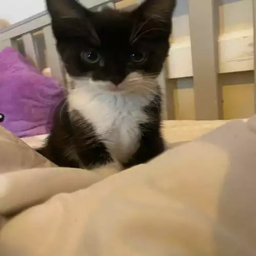 Domestic Shorthair Cat For Sale in Manchester