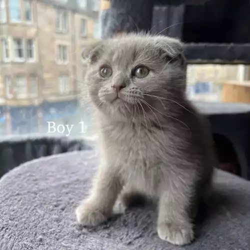 Scottish Fold Cat For Sale in Edinburgh