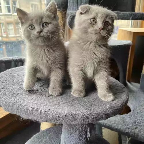 Scottish Fold Cat For Sale in Edinburgh