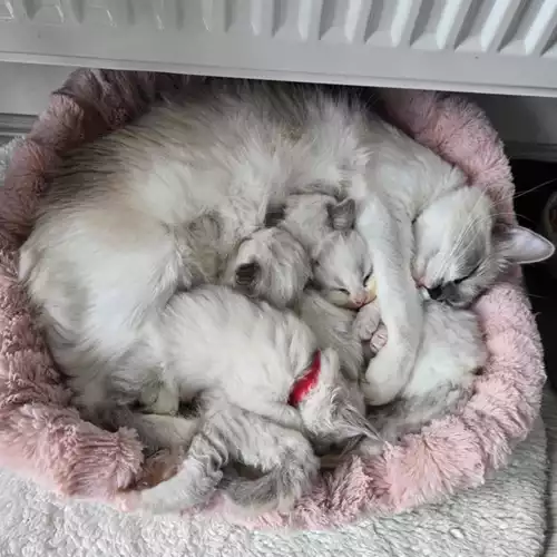 Ragdoll Cat For Sale in Liverpool