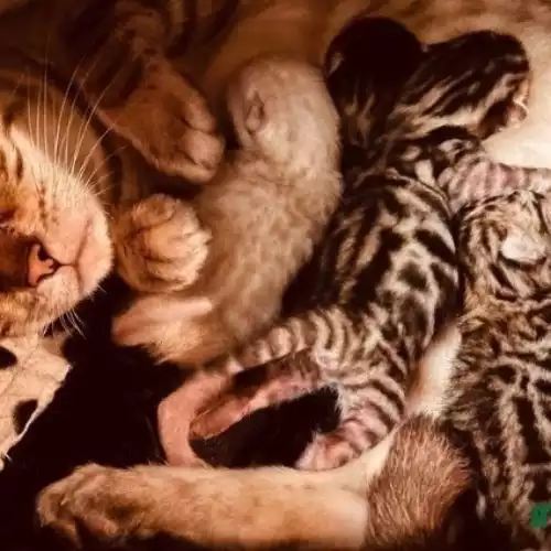 Bengal Cat For Sale in Peterborough