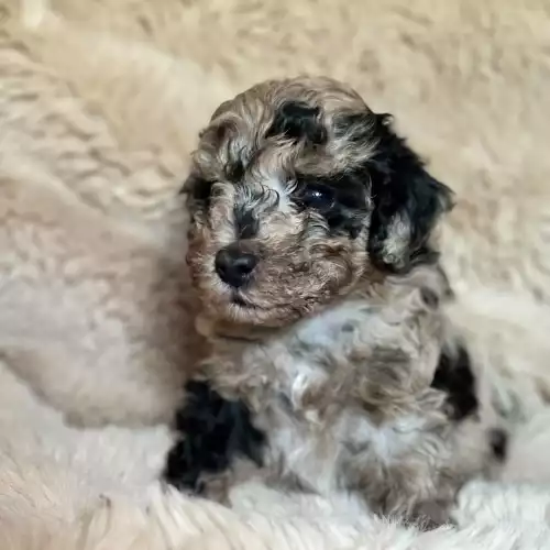 Cockapoo Dog For Sale in Southampton, Hampshire, England