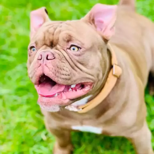 American Bully Dog For Adoption in Nottingham, Nottinghamshire, England