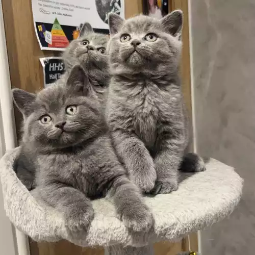 British Shorthair Cat For Sale in Haslingden, Lancashire