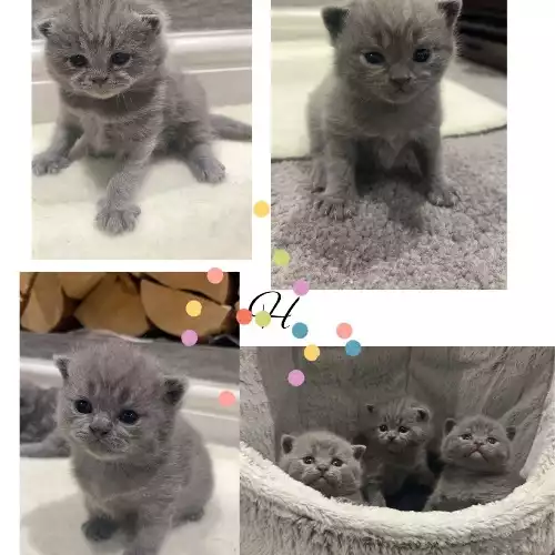 British Shorthair Cat For Sale in Haslingden, Lancashire