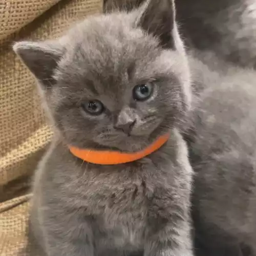 British Shorthair Cat For Sale in Haslingden, Lancashire