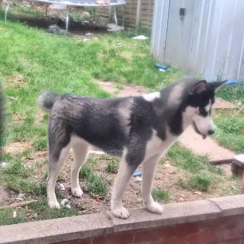 Siberian Husky Dog For Adoption in Birmingham, West Midlands, England