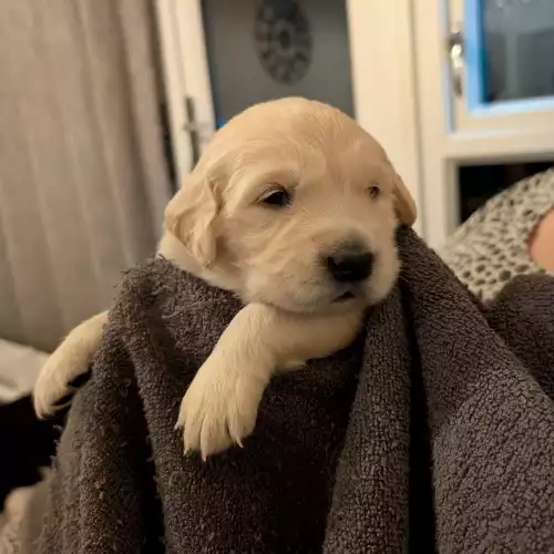 Golden Retriever Dog For Sale in Wokingham, Berkshire