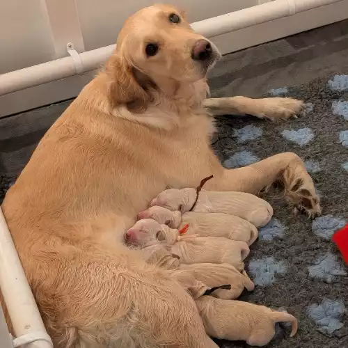 Golden Retriever Dog For Sale in Wokingham, Berkshire