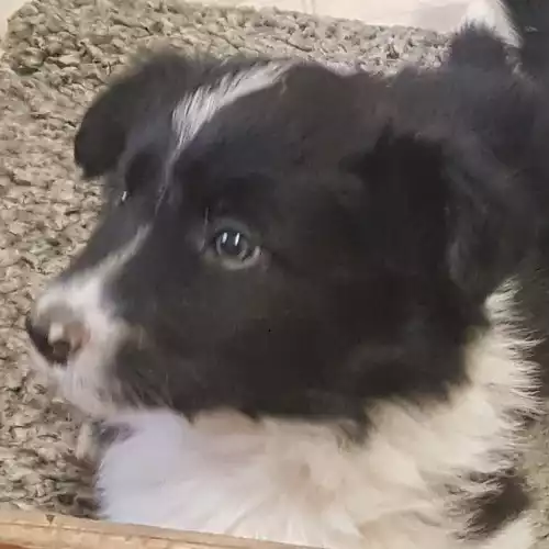 Border Collie Dog For Sale in Warkworth, Northumberland