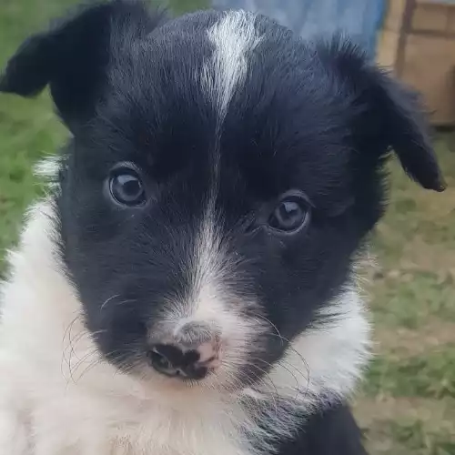 Border Collie Dog For Sale in Warkworth, Northumberland