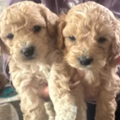 Cavapoo Dog For Sale in Warrington, Cheshire