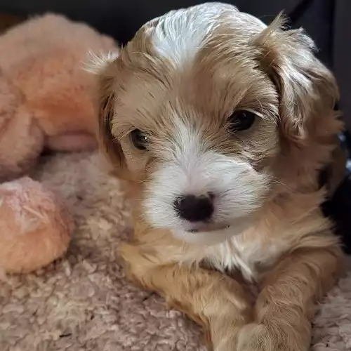 Cavapoo Dog For Sale in Warrington, Cheshire