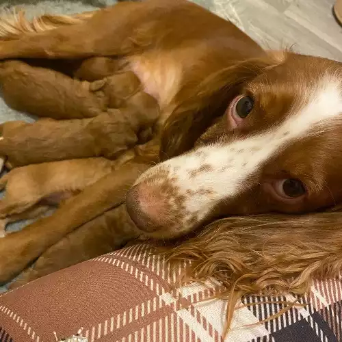 Cockapoo Dog For Sale in Port Talbot, West Glamorgan