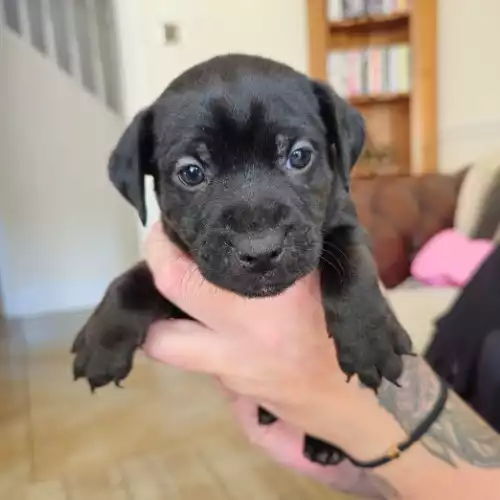 Patterdale Terrier Dog For Sale in Kingston upon Hull, East Riding of Yorkshire, England