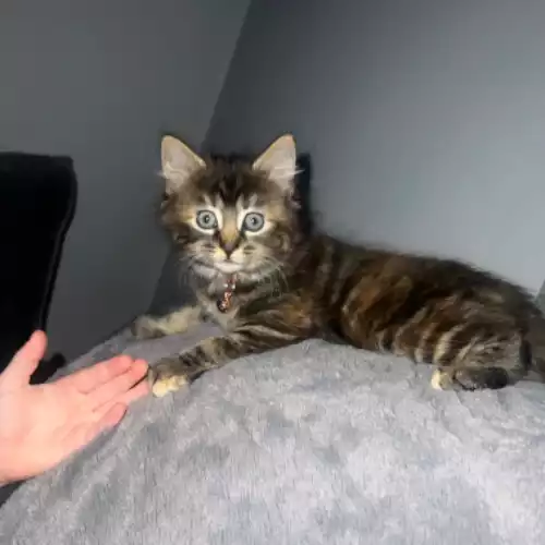 Maine Coon Cat For Sale in Bradford, West Yorkshire, England