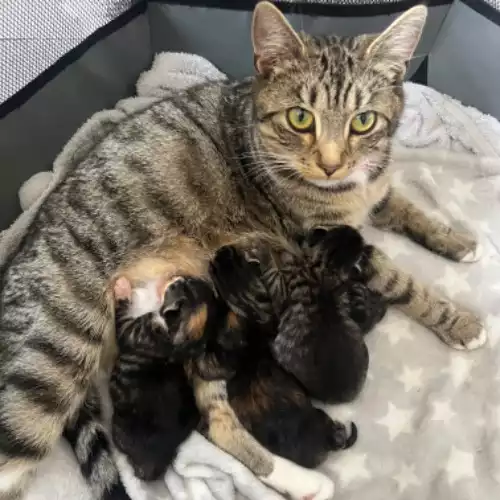 Maine Coon Cat For Sale in Bradford, West Yorkshire, England