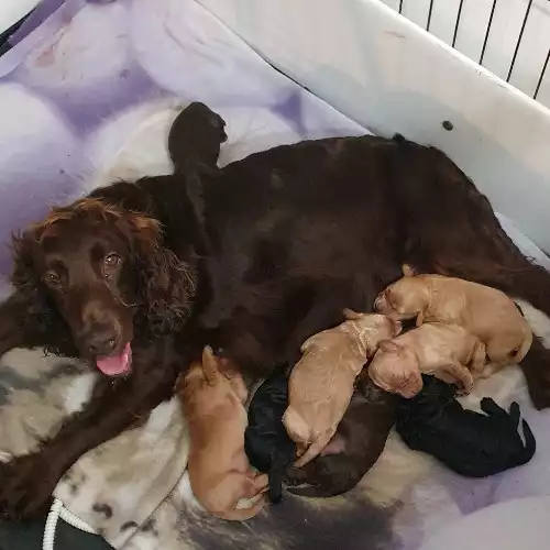 Cockapoo Dog For Sale in Bordon, Hampshire