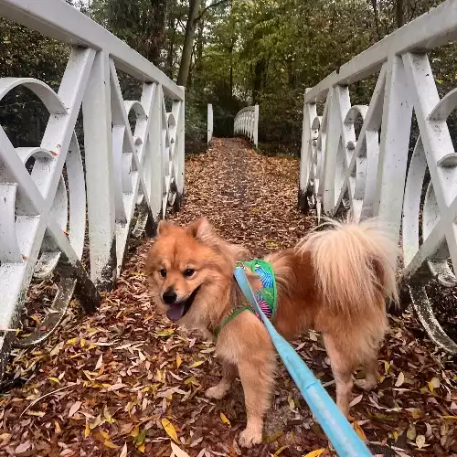 Pomsky Dog For Adoption in Brampton Park, Cambridgeshire